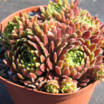 Sempervivum Pax Rojnik