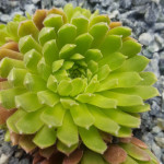 Sempervivum Pax Rojnik