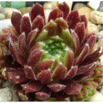 Sempervivum Pax Rojnik