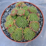 Sempervivum Pax Rojnik