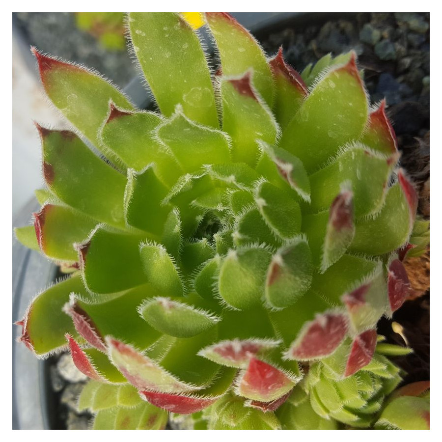 Sempervivum Patras Rojnik