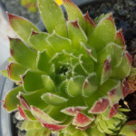 Sempervivum Patras Rojnik