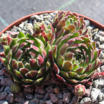 Sempervivum Patras Rojnik