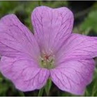 Geranium endressii Bodziszek endressa