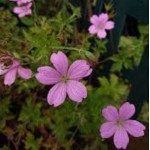 Geranium endresii Bodziszek endresa