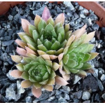 Sempervivum Pastel Rojnik