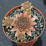 Sempervivum Pastel Rojnik