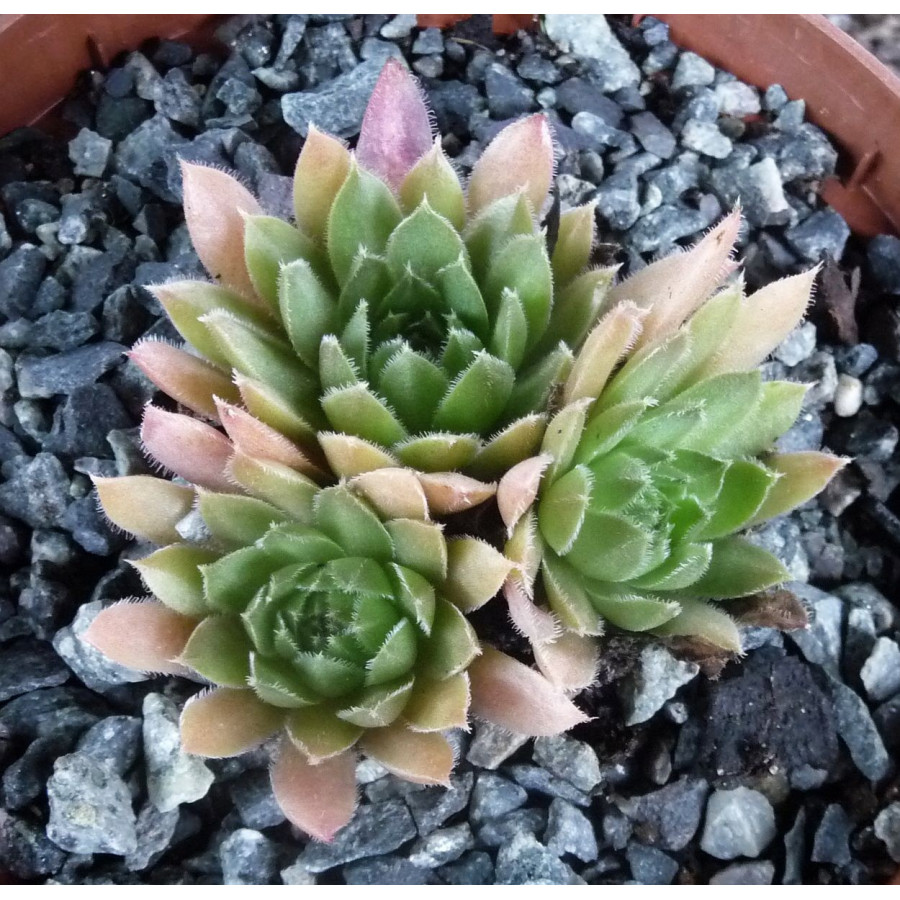 Sempervivum Pastel Rojnik