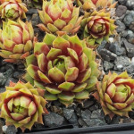 Sempervivum Pastel Charme...