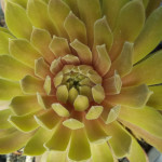 Sempervivum Passionata Rojnik