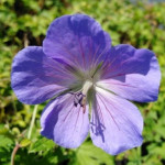 Geranium himalayense Baby Blue Bodziszek himalajski