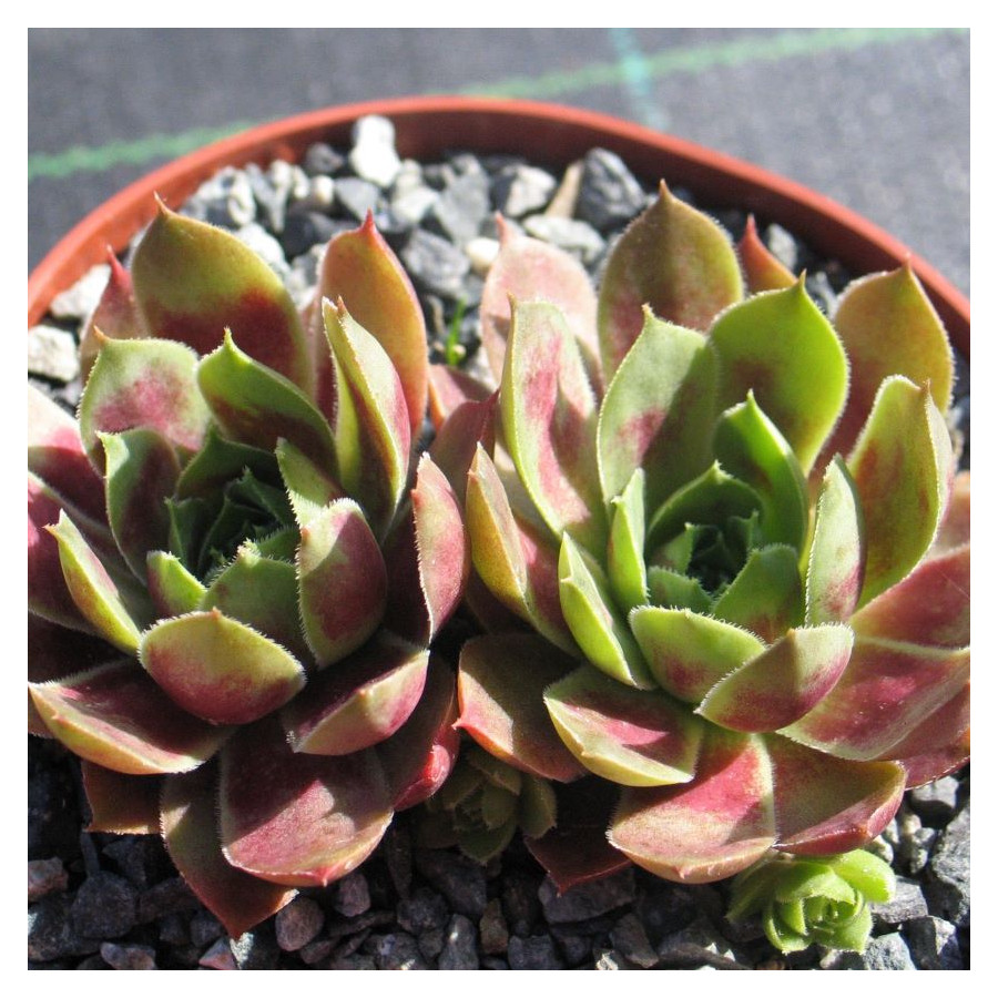 Sempervivum Paricutin Rojnik