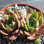 Sempervivum Paricutin Rojnik