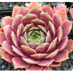 Sempervivum Paricutin Rojnik