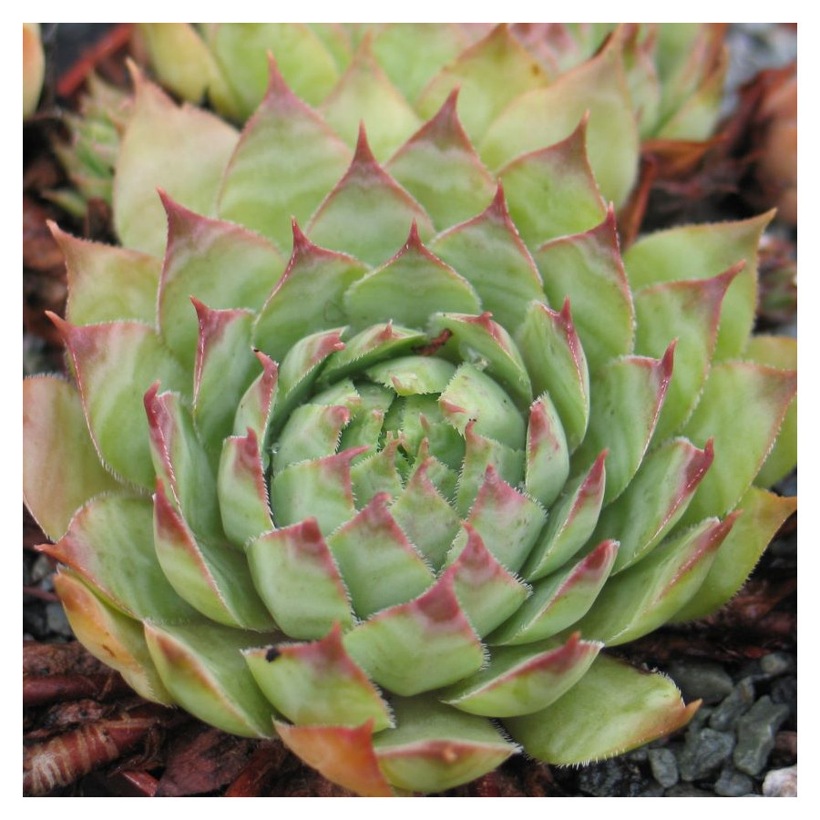 Sempervivum Panda Rojnik