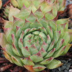 Sempervivum Panda Rojnik