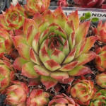 Sempervivum Panda Rojnik