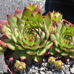 Sempervivum Panda Rojnik