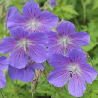 Geranium himalayense...