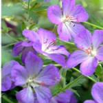 Geranium himalayense Johnson's Blue Bodziszek himalajski