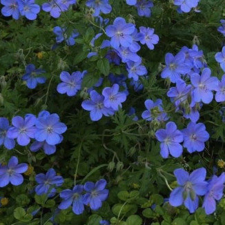 Geranium himalayense...