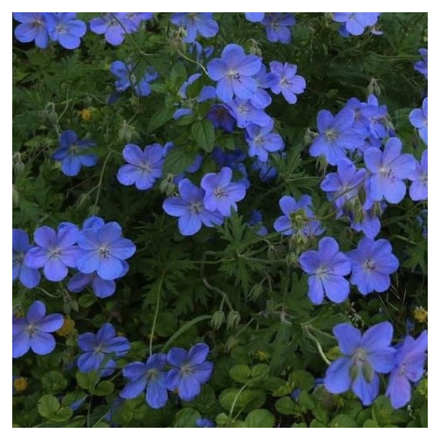 Geranium himalayense Johnson's Blue Bodziszek himalajski