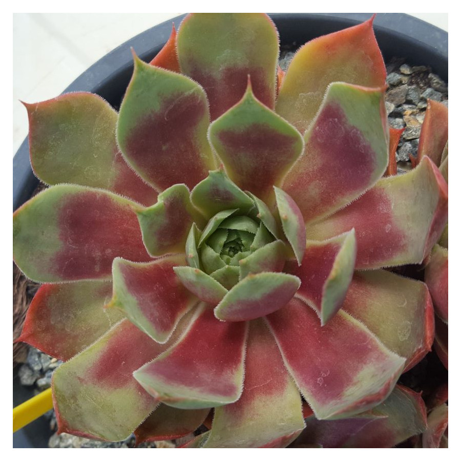 Sempervivum Panarea Rojnik