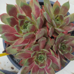 Sempervivum Panarea Rojnik