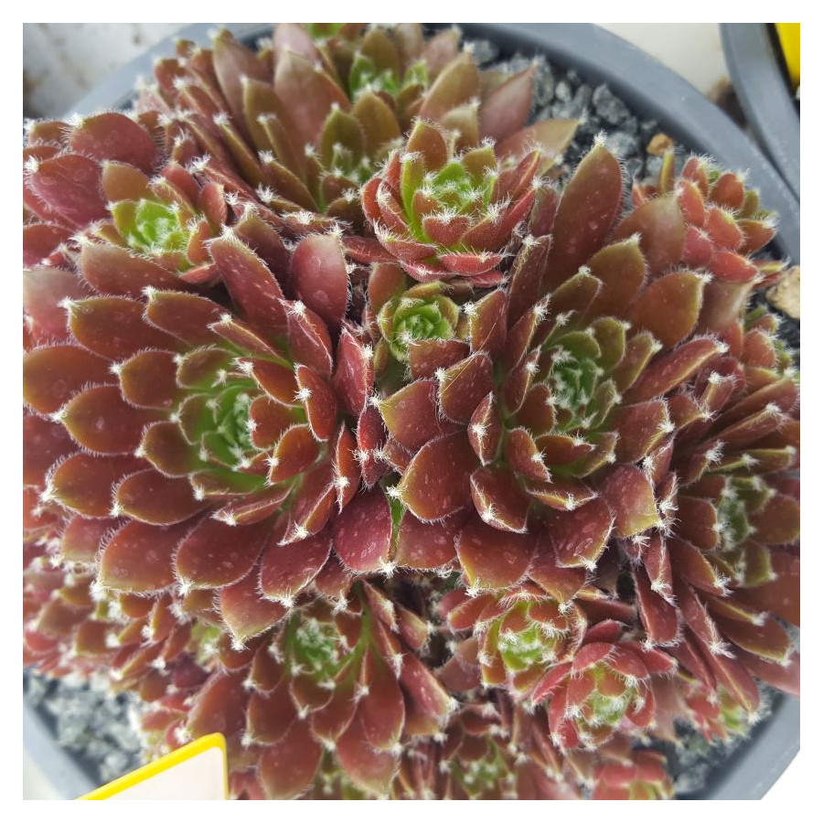 Sempervivum Palissander Rojnik