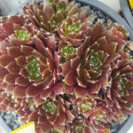 Sempervivum Palissander Rojnik