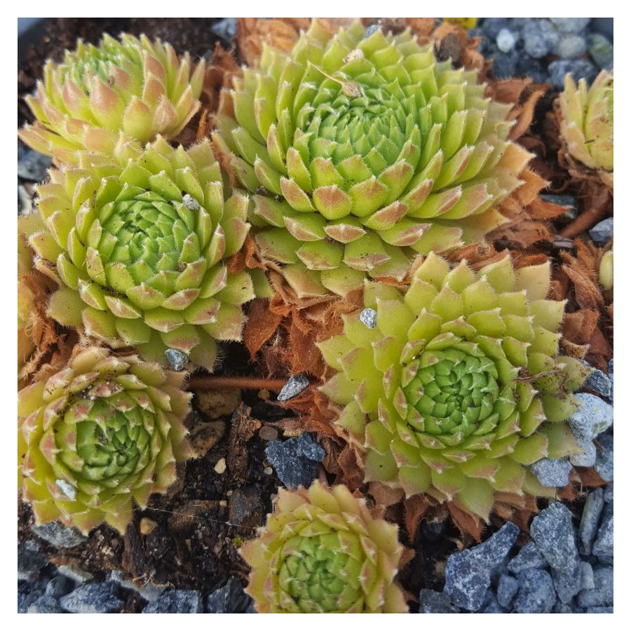 Sempervivum Painted Lady Rojnik