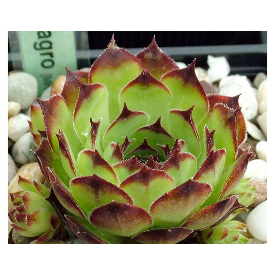 Sempervivum Pagro Rojnik