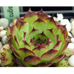 Sempervivum Pagro Rojnik