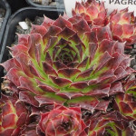 Sempervivum Pagro Rojnik