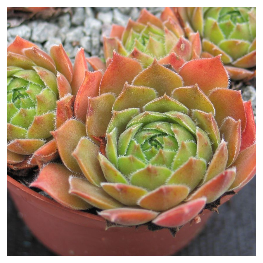 Sempervivum Packardian Rojnik