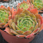 Sempervivum Packardian Rojnik