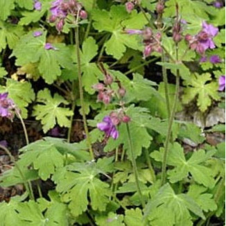 Geranium macrorrhizum Bodziszek korzeniasty