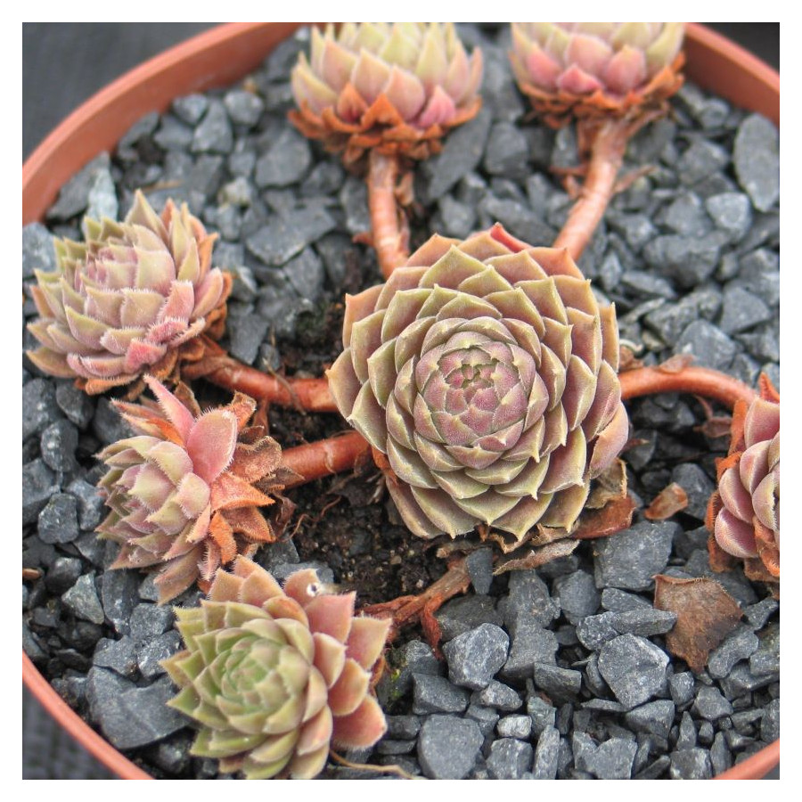 Sempervivum Pacific Velveteen Rojnik