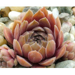 Sempervivum Pacific Velveteen Rojnik