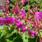 Geranium macrorrhizum Czakor Bodziszek korzeniasty