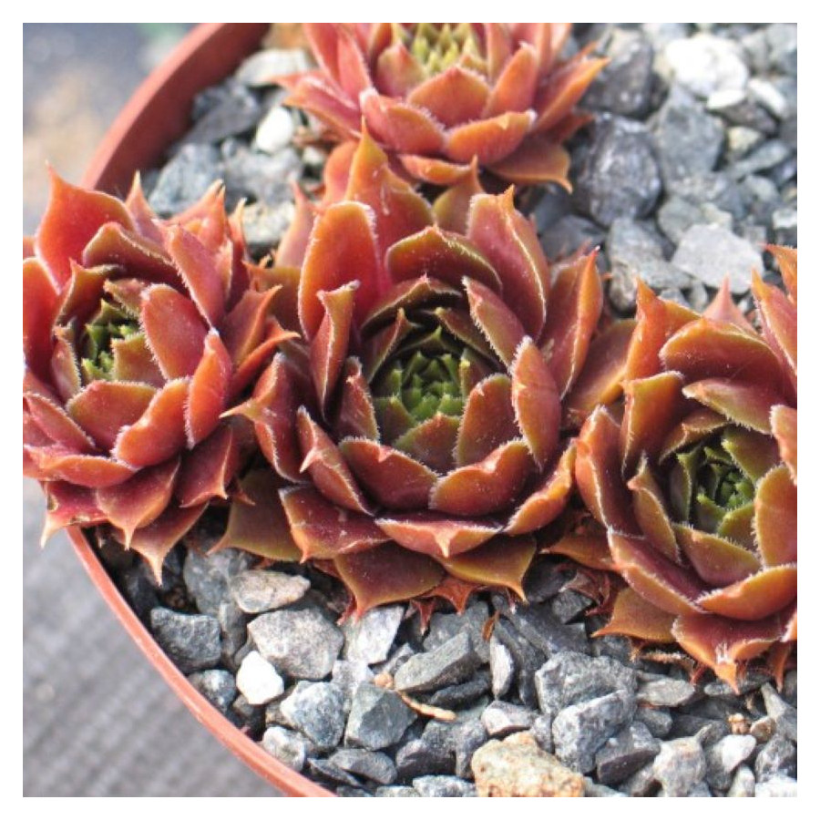 Sempervivum Pacific Taffy Pink