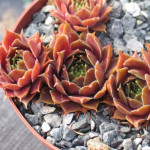 Sempervivum Pacific Taffy Pink