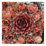 Sempervivum Pacific Taffy Pink