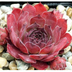 Sempervivum Pacific Thunder Rojnik