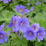 Geranium magnificum Rosemoor Bodziszek wspaniały