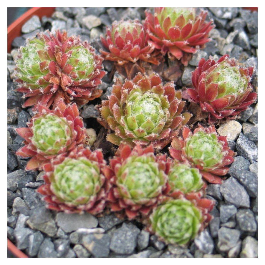 Sempervivum Pacific Tart Rojnik