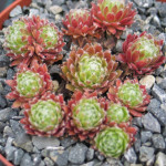 Sempervivum Pacific Tart...