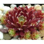 Sempervivum Pacific Tart Rojnik