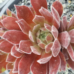 Sempervivum Pacific Spring Frost Rojnik