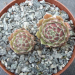 Sempervivum Pacific Spring Frost Rojnik